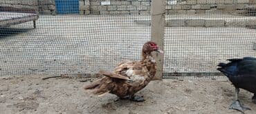 çöl ördeyi: Dişi, | Lal ördək, Damazlıq, Ödənişli çatdırılma — 1