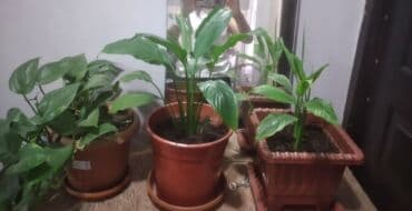 Gübrələr: Ev üçün dekorativ otaq bitkiləri dəsti - Fil qulağı/alokaziya tiplı — 3