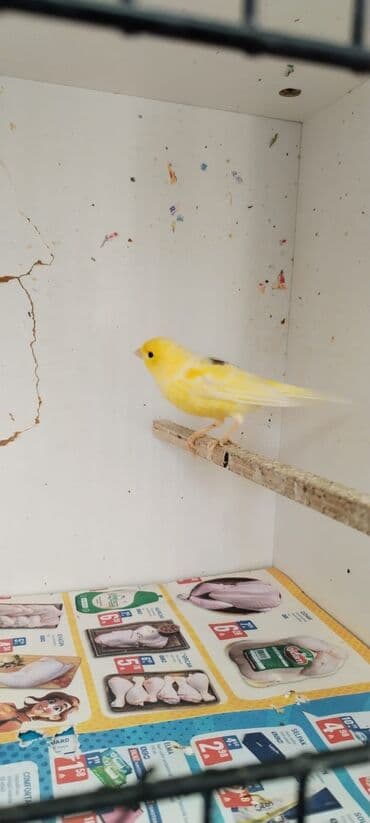 hinduşka kanada: Sarı kanareyka - Növ: Kanareyka (sarı rəngli, kürəkdə tünd ləkələr) - — 2