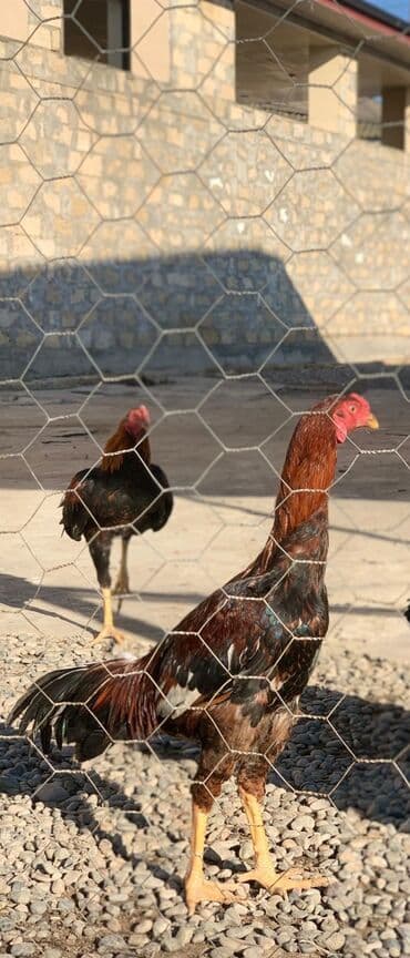 ordek nece gune bala cixardir: Xoruzlar — 7