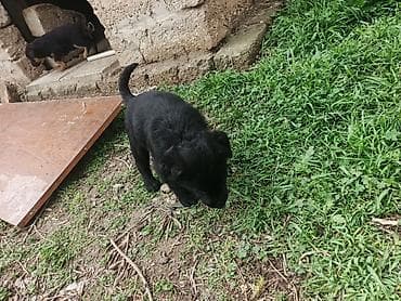 qartal şəkilləri: Balaca labrador ballari - Şəkillərdə bir neçə şirin balaca it balası — 1