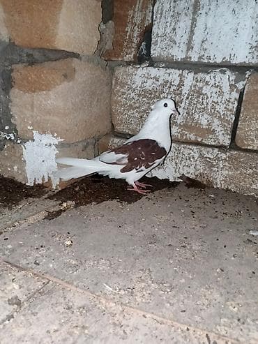 goyercin: Salam mayadır — 2