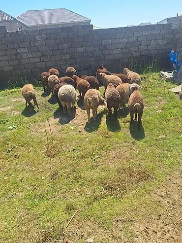 qoyun itləri: Qoyun və quzu sürüsü satılır - Növ: yerli ətlik tipli qoyun-quzular - — 4