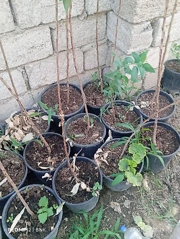 Растения: Ekalipt (Eucalyptus) fidanları – qablarda - Bitki: Eucalyptus spp — 2