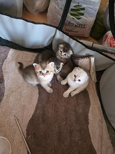 pişiklərin cütləşməsi: Şirin pişik balaları - Cins: Scottish Fold/Scottish Straight tipli — 3