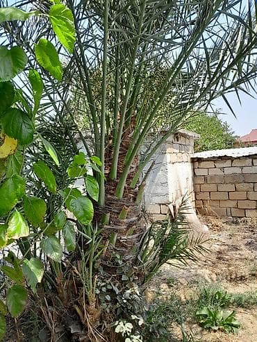bezek bitkileri: Xurma xurması qiymet razilasma yolu ile. (Phoenix dactylifera) – — 5