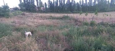 mağaza üçün yer icarəyə götürürəm: Ünvan: Qusar şəhəri Ləyər kəndi (ləzgi ləyər) 1hk 68 sot bağ yeri — 17