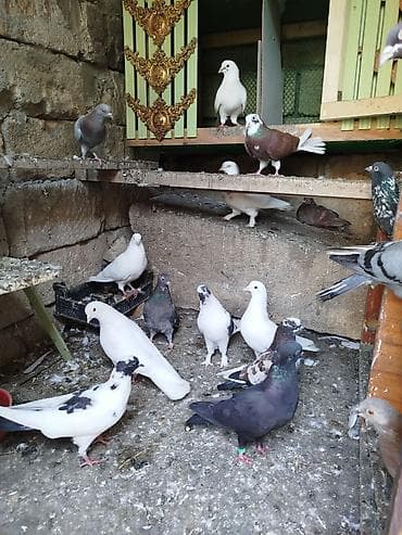 tetra quşu: Hamısı biryerde satılır — 2