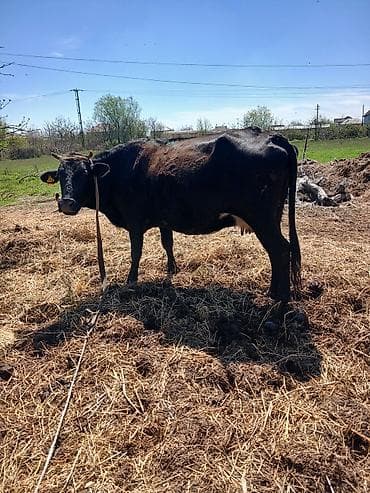 heleb kecileri satilir: Salam heyvan Ana baladi yaxsi erkek balasi var inek hundur inekdi — 4