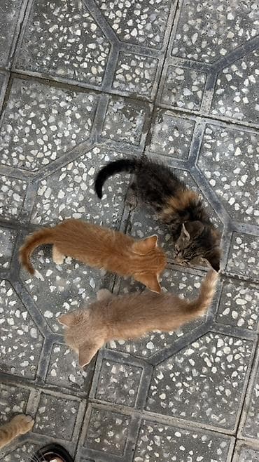 bildircin yemi: Yaxşı əllərə — 4