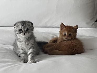 pişik tap az: Şotland yastı qulaq — 3