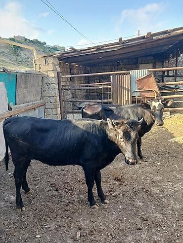 it sekilleri: Qaramal buzovları – 2 baş - Növ: Qara rəngli yerli/xaçlama mal-qara — 5