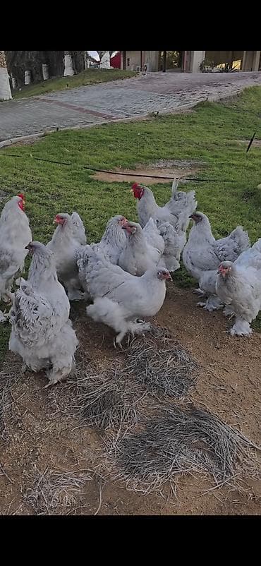 quşlar: Toyuq, Brama, Damazlıq — 4