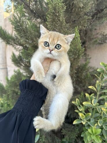 русская голубая кошка баку: Британская — 2