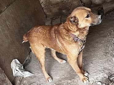 york it: 2 il, Erkek, Cütləşmə üçün, Ünvandan götürmə — 1