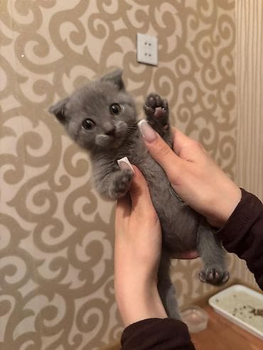 at şekilleri: Şotland yastı qulaq, Erkək — 7