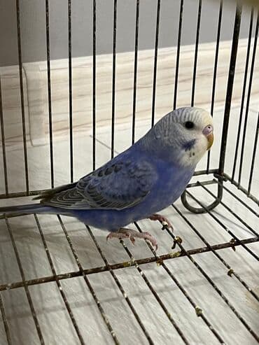 Heyvanlar üçün mallar: Volnist erkey balalar ələ öyrədməy vaxtlarıdı ünvan Fatmayı — 2