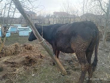 Yemlər: Qara dügə 8 aylıq boğazdır sakit heyvandi Qiymət 2100 Sarı dişi dana — 5