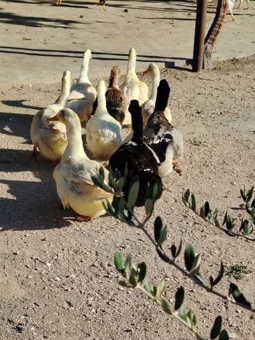 ördək neçə günə bala çıxarır: Sadəcə ağlar ördəkkər satılır 6 aylıqdır — 9