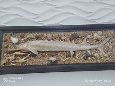 07 sekilleri yukle: Balıq əl işi.Uzerindeki balıq təbii balıqdır. Gözəl bir — 2