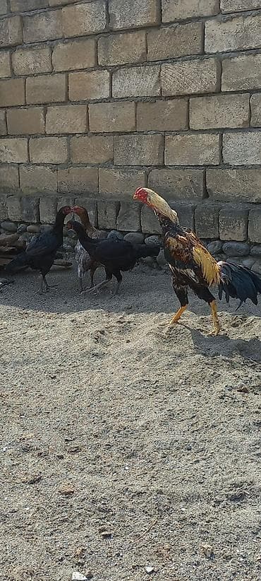 çin iti: Toyuq, Damazlıq — 7