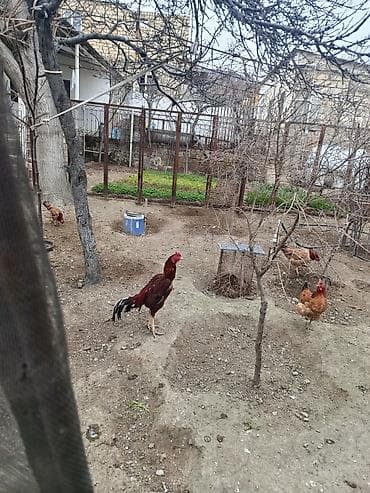 ag qulaq inek cinsi: Toyuq, Damazlıq — 4