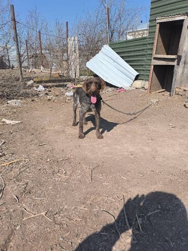 ov iti: 3 il, Dişi — 3