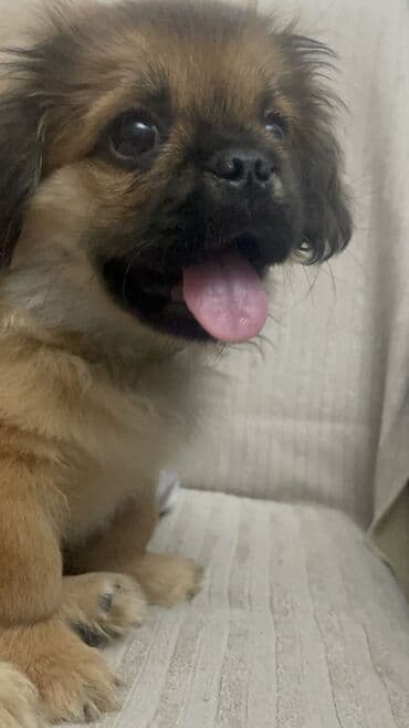 İtlər: Pekines, 3 ay, Erkek — 6