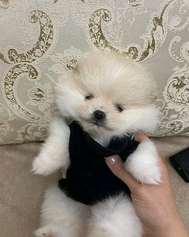 balaca tuklu it: Şpitz, 1 ay, Erkek, Ünvandan götürmə — 6