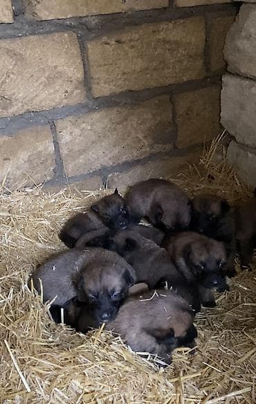 it satsi: Belçika çoban iti, 1 ay, Erkek, Ünvandan götürmə — 5