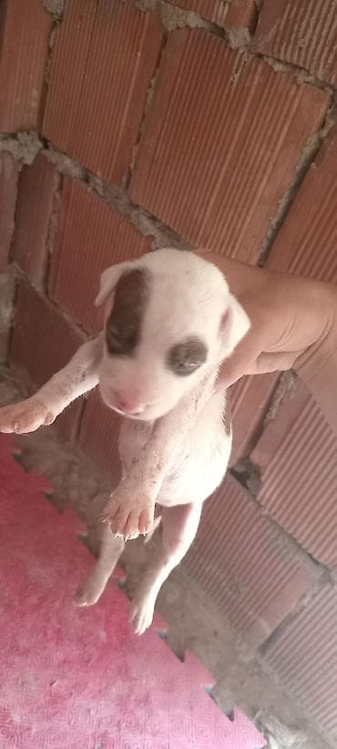it pitbull: Pitbul, Peyvəndli — 9
