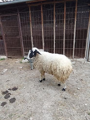 heyvanlar atlar: Satılır — 3