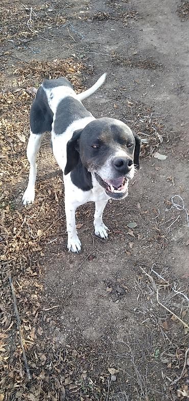 it hekimi bakida: 3 il, Dişi, Ünvandan götürmə — 4