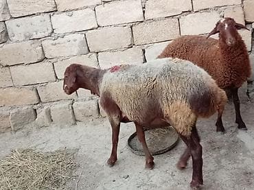 dos eti: Ana bala qoyun boğazdi 2 aylıq qala cinsidi öz də qrmzi qoçdan gəlib — 4