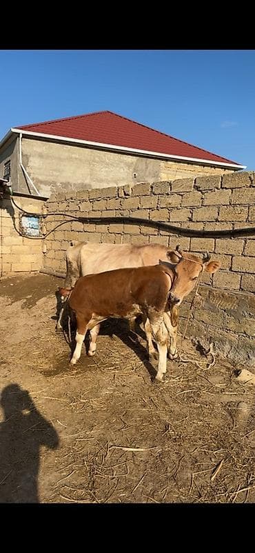 afcarka bala: Erkək simmental balalı inək satılır. Bala süni mayalanmadan olub. 4 — 8