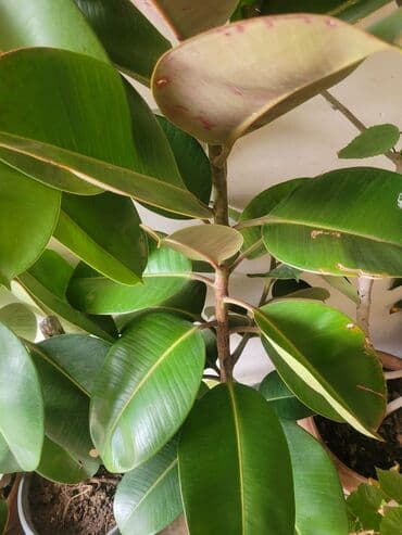 фикус дельтовидный: Allah xeyir versin. Real alici narahat elesin — 1