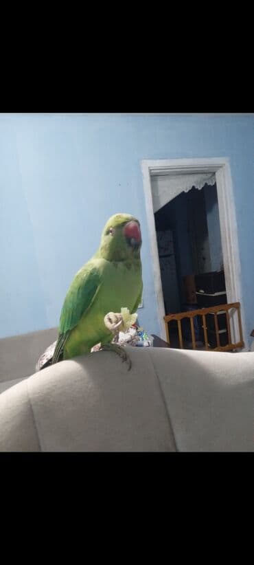 Sağlam gözəl qusdi