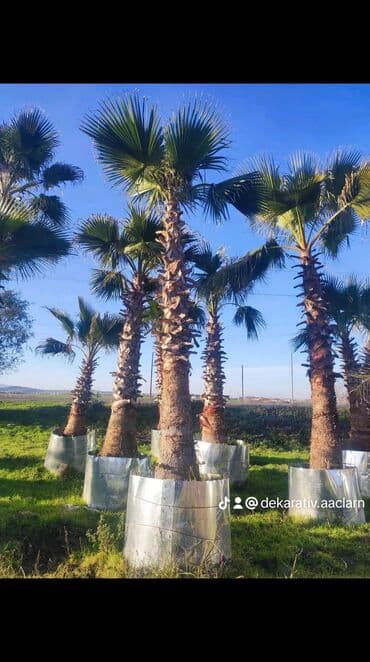 sarmaşıq qızılgul satışı: Dekarativ agaclarin satisi — 17