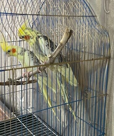 danişan quş: Salam. ENDİRİMLƏR🦜🐦 Qiymət dənə düşməmişlər 35 m başlayır — 11