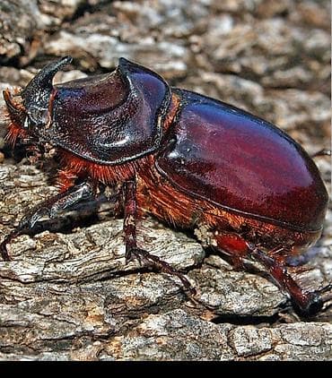 Gərgədan böcəyi iki ədəd hərəsi 50 azn Təsvir: - Qalın, parlaq