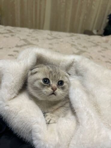 Şotland yastı qulaq, Erkək, Yaxşı əllərə, Ünvandan götürmə, Ödənişli çatdırılma