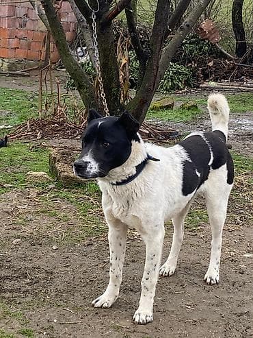 ağ ordək: 7 ay, Erkek, Peyvəndli, Ödənişli çatdırılma — 5