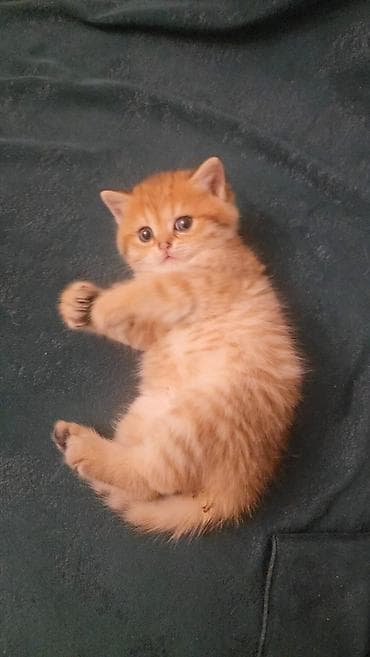 Quşlar: Şotland yastı qulaq — 1