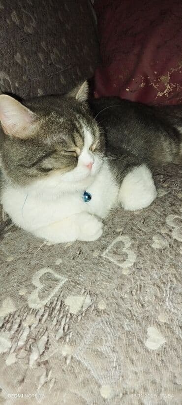 britan pişiyi: Britan — 6