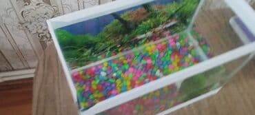 Akvaryum dəsti və bıqlar - Şəffaf şüşə akvaryum, düzbucaqlı forma -