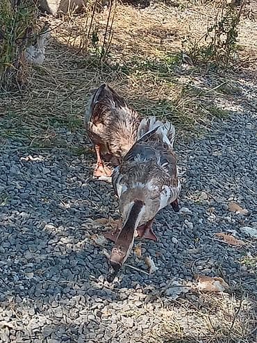 1 erkek 3 disi quban qazı hal hazırda yumurtayılar, 1 erkek 2 disi lalafo.az -da 1 erkek 3 disi quban qazı hal hazırda yumurtayılar, 1 erkek 2 disi