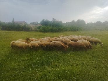 cins itlər: Mal-qaranın satışı: Qoyun sürüsü - Təsvir: Şəkillərdəki böyük sürü — 1