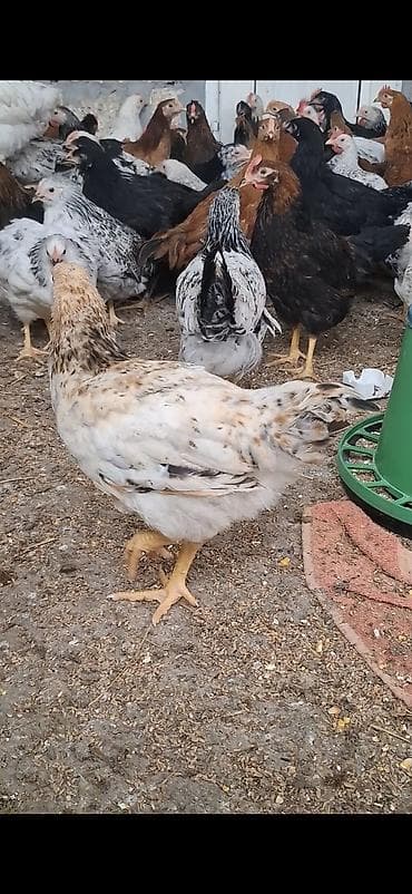 toyuq cucesi: Məhsul: Yerli qarışıq cins ev toyuqları (yumurtacı və ətlik — 2