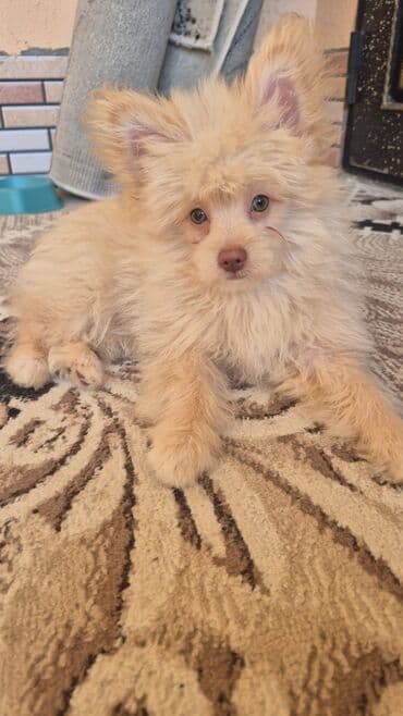 купить хаски щенка: Шпиц, 2 месяца, Самка, Самовывоз — 2