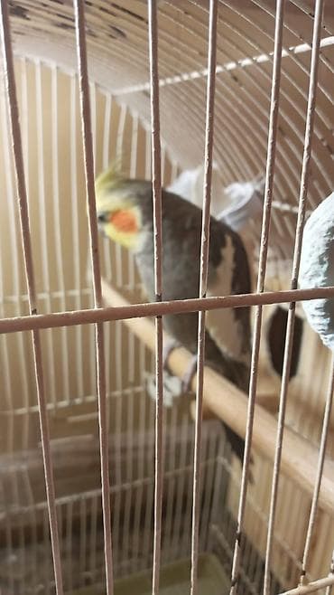 arpa bugda satisi: Korella tutu quşulari işimlə əlaqəli gedirəm deyə təcili satiram yekə — 6